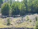 22. Ovce u hladu, pastir odmara, a pas čuva